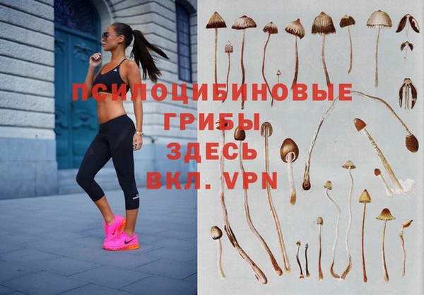 гашик Карпинск
